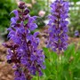 Salvia 'May Night' (Salvia x sylvestris 'May Night')