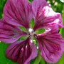 Malva 'Mauritiana' flower (Malva sylvestris (Algiermalve))