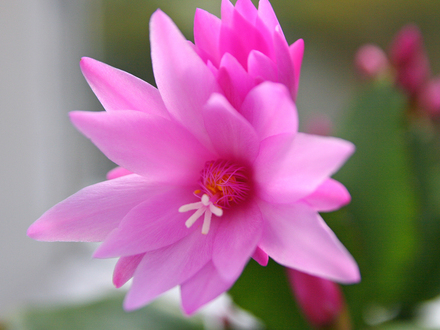 Christamas Cactus Pink