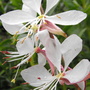 White Gaura Closer 