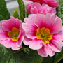 Pink-_-yellow-primula