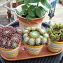 3 new Sempervivums