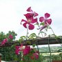 Clematis Mme Julia Correvon, on new fence.