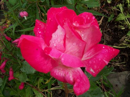 Rose Gaujard