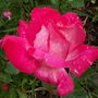 Rose Gaujard