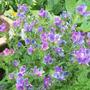 Vipers Bugloss