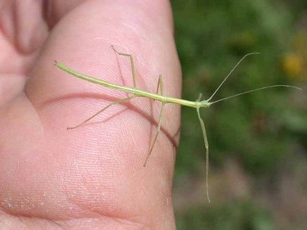 Walkingstick Nymph