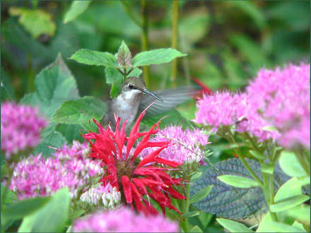 Something's Not Right (Monarda fistulosa (Beebalm))