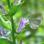 Summer_azure_on_blue_lobelia_8-18-06_exc_med