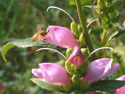 Honey Bee Entering Chelone (Chelone)