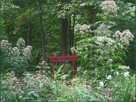 Joe-pye (Eupatorium maculatum)
