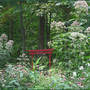 Joe-pye (Eupatorium maculatum)