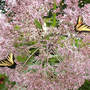 Joe-pye Flowerhead with Tiger Swallowtails (Eupatorium maculatum)