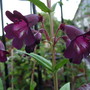 Penstemon 'Blackbird' (Penstemon)