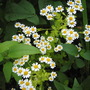 feverfew (tanacetum parthenium)