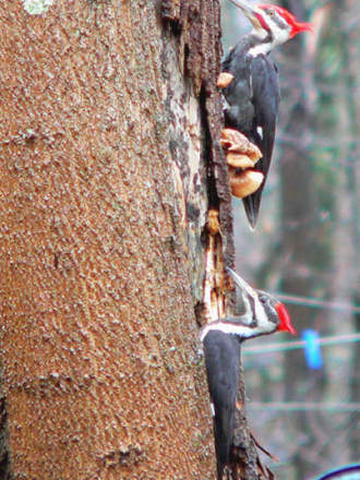 Pair of Pileated Woodpeckers