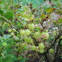gooseberries (ribes grossularia)