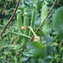 peas (pisum sativum)