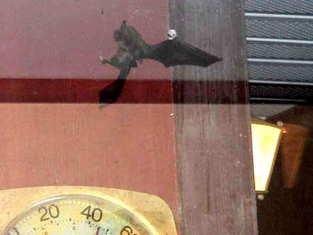 Bat Hunting Front Porch