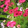 flax (linum grandiflorum)