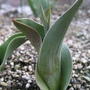 baby tulip (Tulipa gesneriana)
