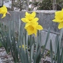 Narcissus