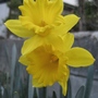 Narcissus