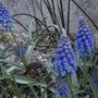 Grape hyacinth (Muscari) (Muscari armeniacum (Grape hyacinth))