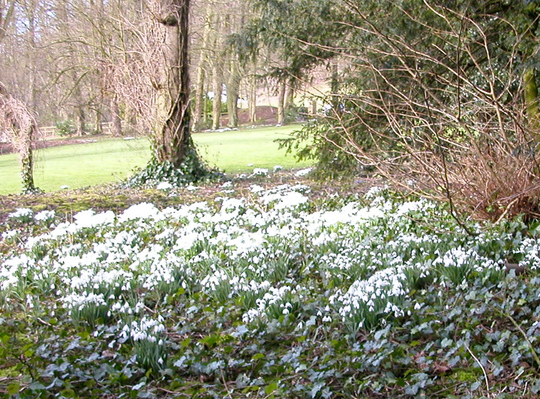 snowdrops at Hopton Hall