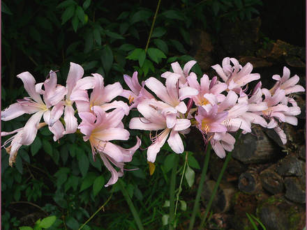 Naked Ladies All In A Row (Lycoris squamigera (Magic Lily))