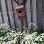 Feverfew & Birdhouse (Tanacetum parthenium)