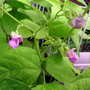 Flowering green Beans