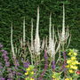 Veronicastrum virginicum 'Album' (Veronicastrum virginicum (Blackroot))