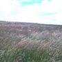 Grass