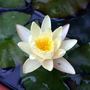 Waterlily 