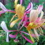 Honeysuckle blooms (Lonicera brownii 'Dropmore Scarlet')