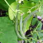 First Green Beans of the season!!