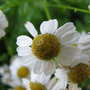 Feverfew Flower (Tanacetum parthenium)