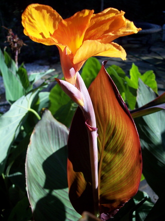 canna 'wyoming' with backlighting