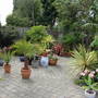 courtyard garden, 2 months later