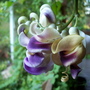 Fall_flowers_10-1-06_128