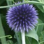 Echinops ritro 'Veitch's Blue' (Echinops ritro (Globe thistle))