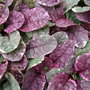 Pink leaves on my Ajuga (Ajuga reptans 'Burgundy Glow')