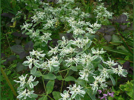 Snow-on-the-Mountain (Euphorbia marginata)