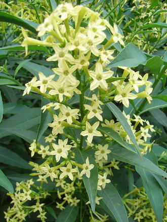 Cestrum parqui - 2009 (Cestrum parqui)