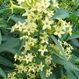 Cestrum_parqui_-_2009