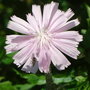 Cichorium intybus 'Roseum' - 2009 (Cichorium intybus)