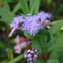 Mistflower (Eupatorium coelestinum)