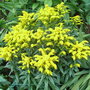 Solidago 'Golden Baby'