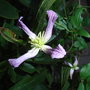 Clematis x triternata 'Rubromarginata' (Clematis x triternata 'Rubromarginata')